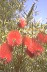 bottlebrushessept07