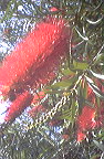 bottlebrushessept07