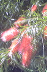 bottlebrushessept07