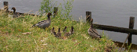 Ducklings on the Swan, late October 2007