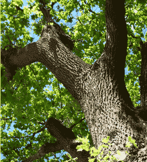 Tranby Oak September 07