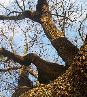 Tranby Oak August 07