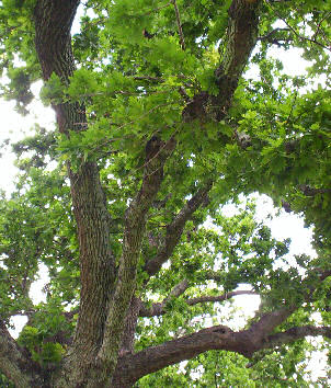 Tranby Oak October27th2007