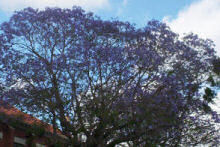 jacaranda dec