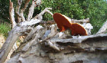 april fungus