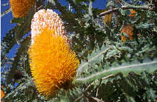banksias