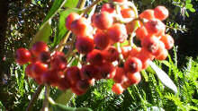 june berries