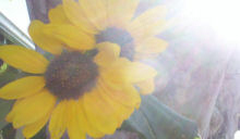 feb sunflower