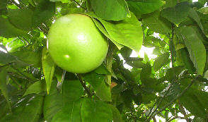 march grapefruit