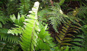 may ferns