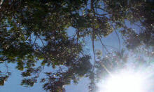 november gum