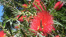 october bottlebrushes