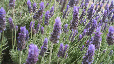 sept lavendar