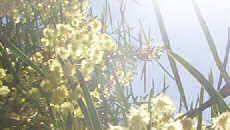 spring wattle