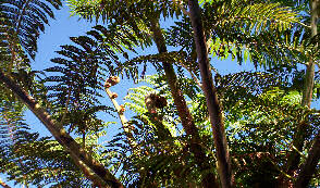 treefern