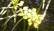 spring wattle