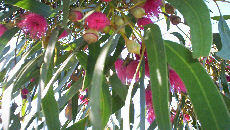 july redgum